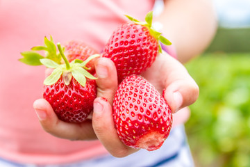 Obraz premium happy young child girl picking and eating strawberries on a plan