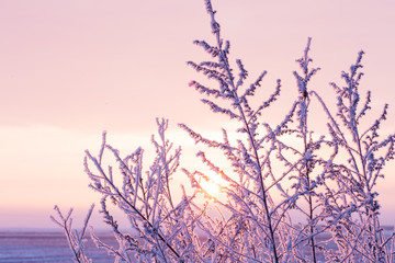 Morning frost on the branches of herbs. Sunrise
