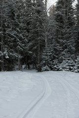 WINTER FOREST AND CAR TRAILS ON SNOW