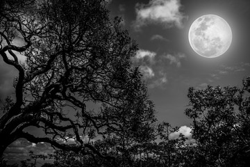 Silhouette of the branches of trees against the night sky with full moon