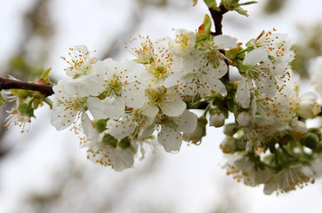 Flowering cherry trees in the spring garden.
