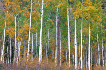 Fall foliage detail