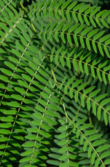 Green leaves background,(Leucaena leucocephala)