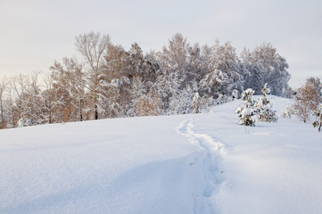 Fototapeta premium Path trail in winter bright white frozen birch trees forest taiga in snow Altai Mountains, Siberia, Russia