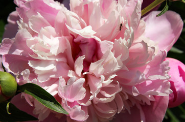 Lush flowering romantic pink peony in the spring garden.
