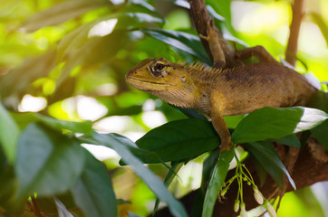 Close up thai chameleon on branch of tree