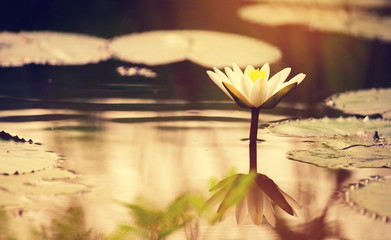 lotus flower in sunrise,White lotus with yellow pollen on surface of pond	,Sunshine rising lotus...