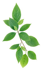 Fototapeta na wymiar Green Leaves On White