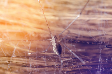 Macro Jumping spider vintage tone