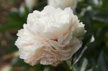Blooming Peony bright romantic 