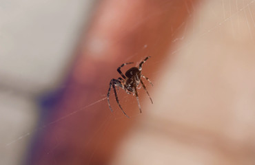 Macro spider vintage tone