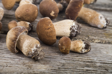 Raw mushrooms on a wooden table. Boletus edulis and chanterelles