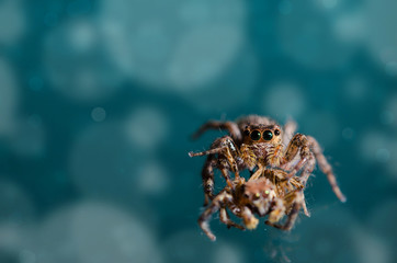 Macro Jumping spider