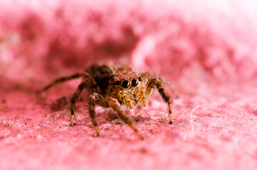 Macro Jumping spider pink background
