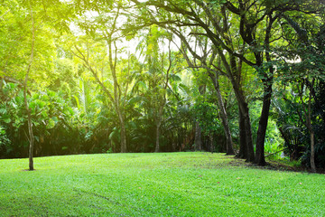 Garden green morning light in public park.