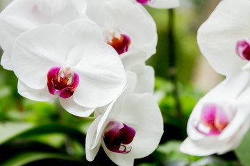 Fototapeta na wymiar orchid flowers on natural background