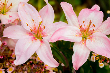 Fototapeta premium lily flower on natural background