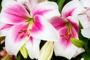 lily flower on natural background