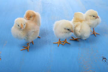 Fluffy little yellow chickens on a blue wooden background. Card