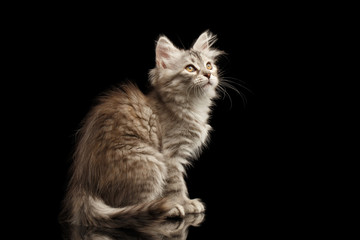 Silver Tabby Siberian kitty with furry coat sitting and looking up on isolated black background with reflection, side view