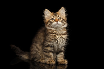 Fototapeta na wymiar Brown Tabby Siberian kitty sitting and looks satisfied on isolated black background with reflection, front view