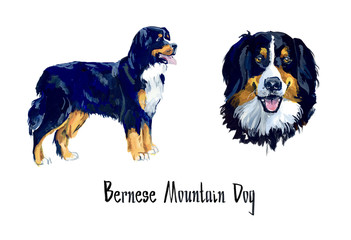 Bernese Mountain Dog. Sherped Dog. Gouache hand drawn illustration.