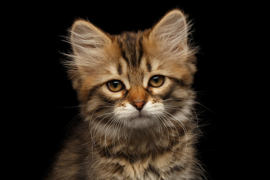 Close-up Portrait of Brown Tabby Siberian kitty looks unhappy and sad on isolated black background, front view