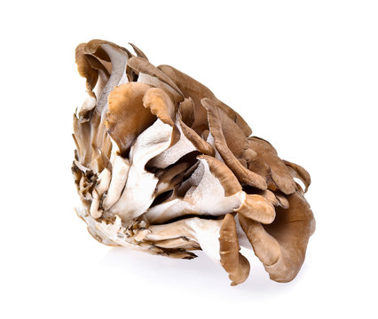 Composite of hen of the woods, or maitake mushrooms isolated on
