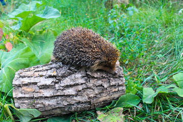 Hedgehog on the log