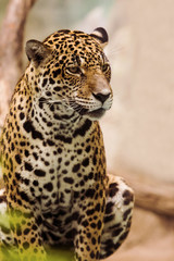 close up full body of leopard panthers looking eyes contact