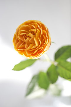 ダリヤ　花　flower