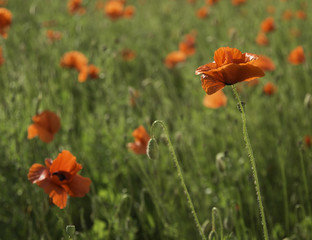 Mohnblumenwiese im Sonnenschein