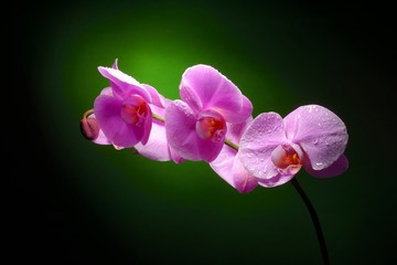 Pink orchid on green backgorund