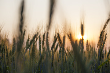 Silhouette barley