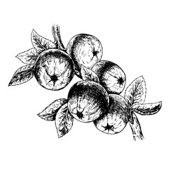 Hand drawn branch with apples. Vector sketch