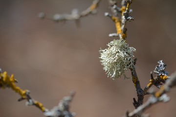 Lichen