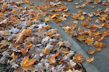 Autumn natural background. Frozen red maple leaves on gray pavement.