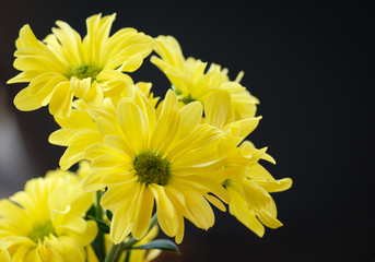Obraz premium daisy
