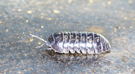 wood louse