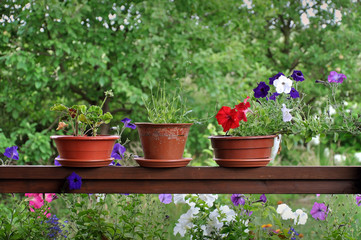 Fototapeta na wymiar Three clay pots with purple, red and white petunias on a wooden surface against a background of green garden.
