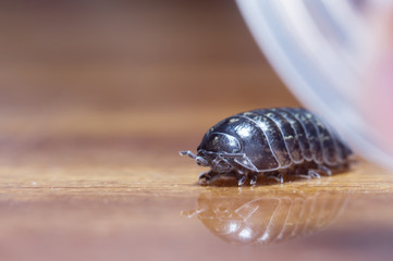 wood louse