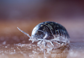 wood louse