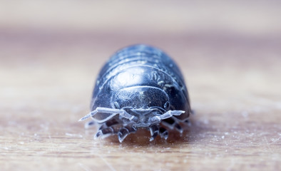 wood louse
