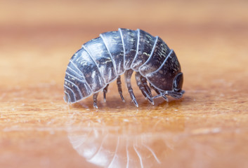 wood louse
