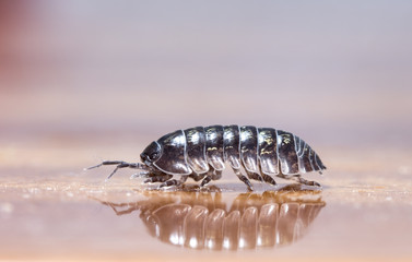 wood louse
