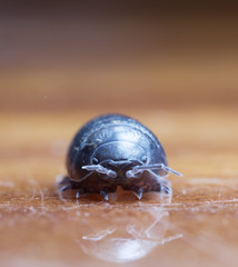 wood louse
