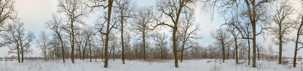 oak grove in winter. all in the snow