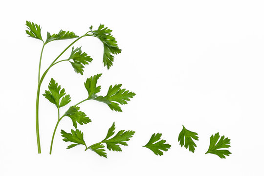 flat leaf parsley leaves and stalks isolated on white background