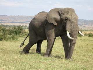 Obraz na płótnie Canvas African Elephant 
