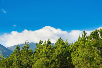 Fototapeta na wymiar Pine trees against clear blue sky and white cloud in mountainous region